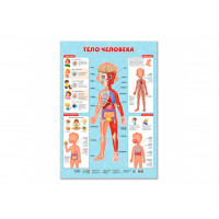 Плакат дидактический. Тело человека. 45х64 см. ГЕОДОМ (ISBN нет)